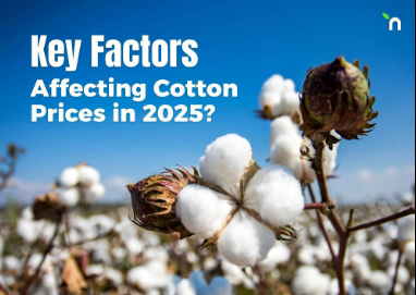 Cotton Rates in December 2025: Trends, Prices & Farmer Realities