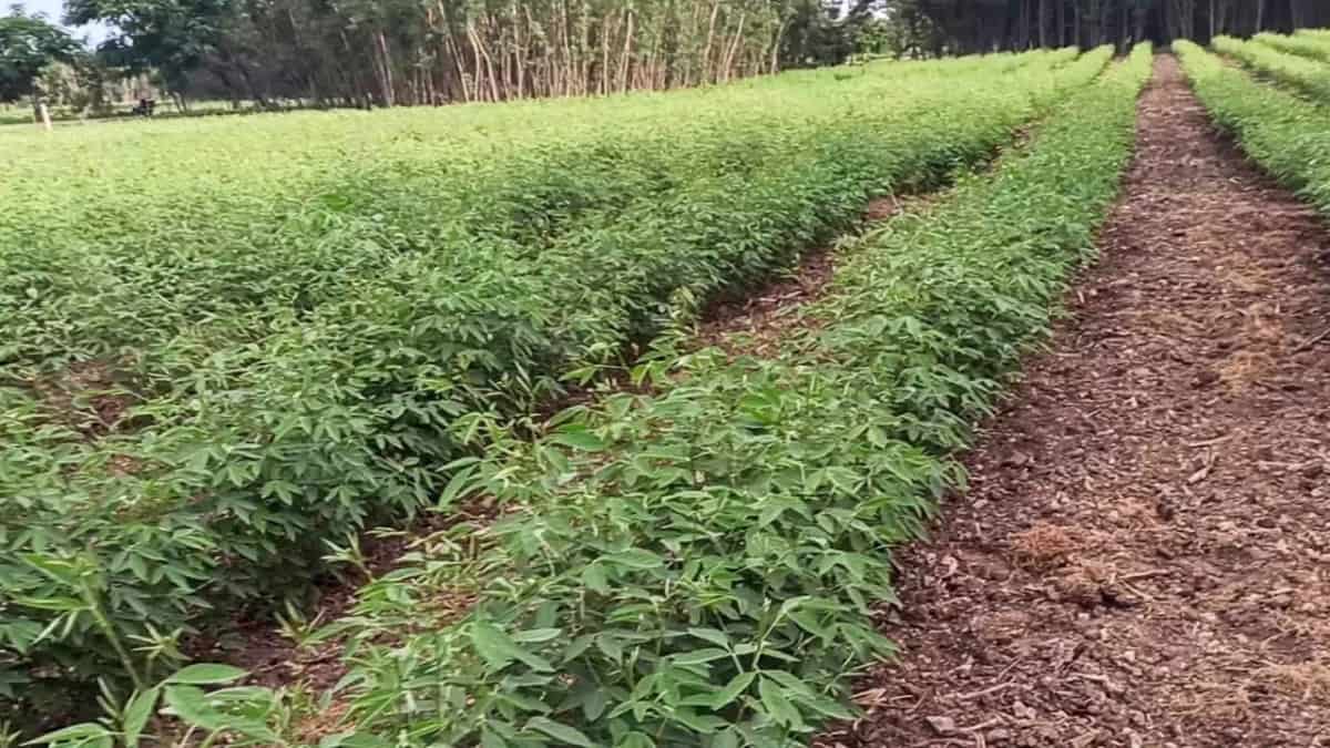 Tur Dal Price January 2026 / तूर डाळ भाव जानेवारी 2026