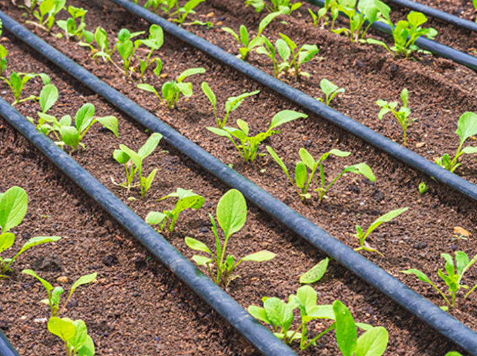 सिंचन योजना 2026