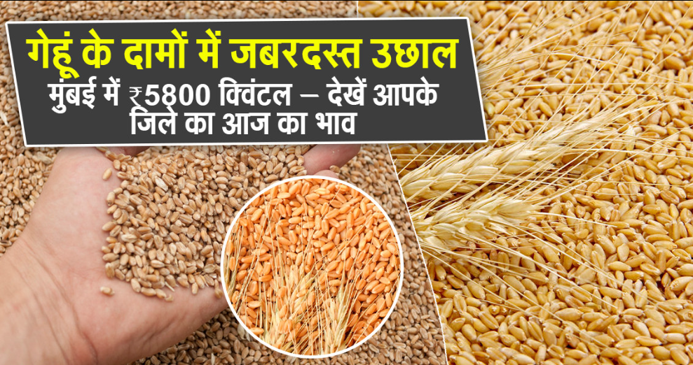 क्रॉप रेट्स अपडेट 15 जानेवारी 2026 – गेहूँ, धान, मक्का मंडी भाव + MSP बदलेले दर (Complete Price List 2026)