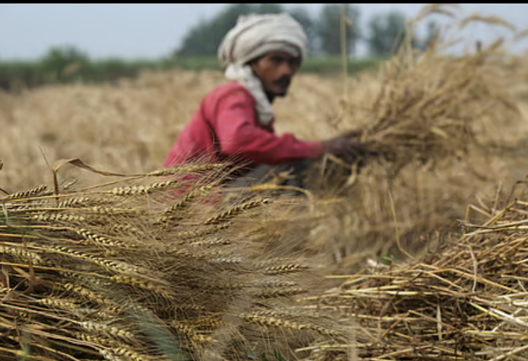 🌾 भारतातील प्रमुख पिकांचे मंडी भाव (15 जानेवारी 2026)