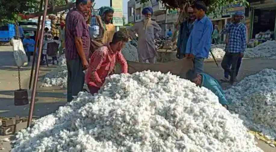 कापूस बाजारभाव 8500