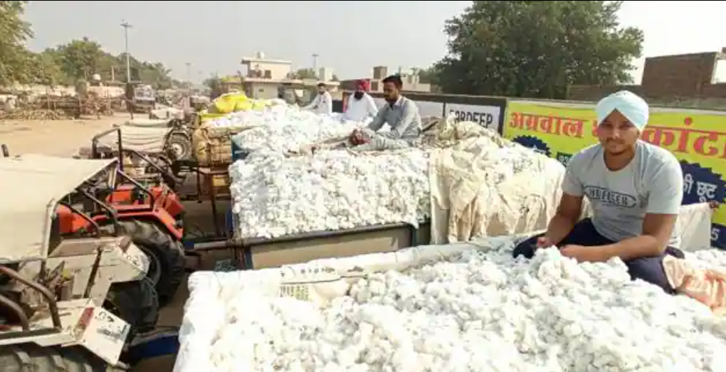 kapus bhav feb 2026 🌾 कापूस भावात मोठी घसरण – फेब्रुवारी 2026 अपडेट | शेतकऱ्यांसाठी धक्कादायक वास्तव