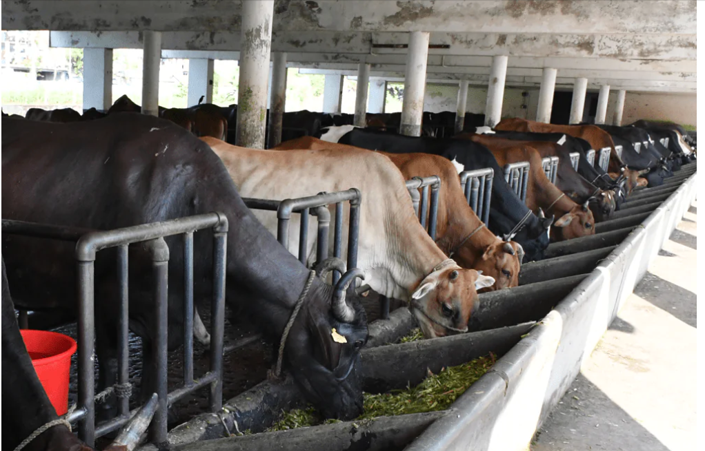 पशुधन विमा