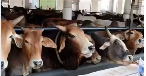 पशुधन विमा