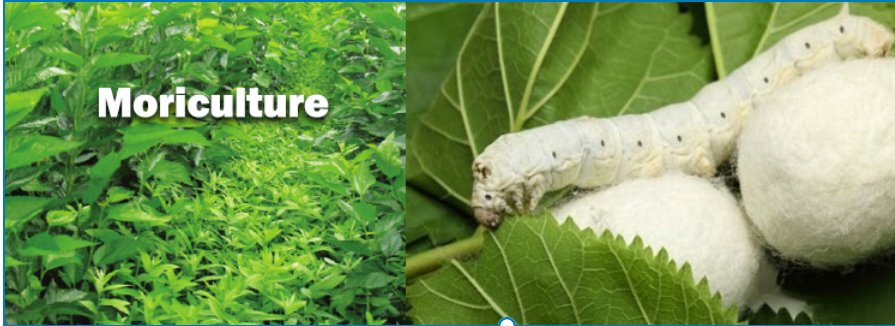 रेशीम भाव 800 रुपये प्रतिकिलो