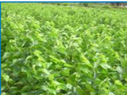 Sericulture (Reshim Udyog) New Update 2026: Latest Cocoon Prices, Government Support & Profit Guide