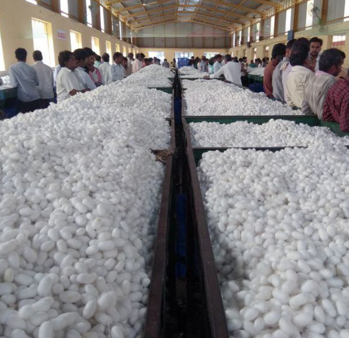 🐛 Reshim Udyog Update 2026: New Cocoon Price, Government Subsidy & Latest News