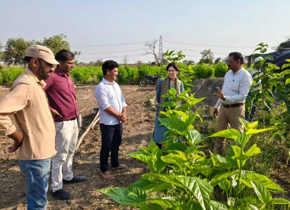 रेशीम भाव 800 रुपये प्रतिकिलो