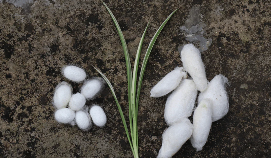 रेशीम भाव 800 रुपये प्रतिकिलो