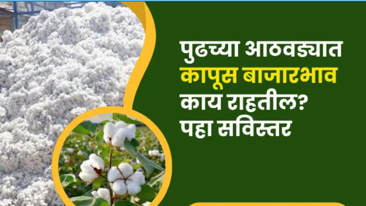 कापूस भावात मोठा बदल – जानेवारी 2026 ताजा अपडेट | शेतकऱ्यांसाठी महत्त्वाची बातमी