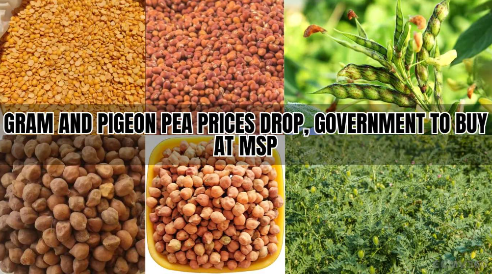 काळी तूर ₹8000 