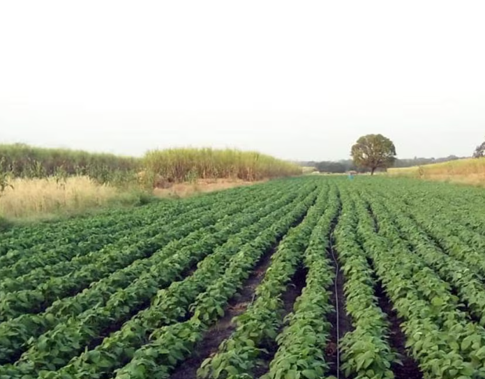 👉 सोयाबीन भाव ₹5000 