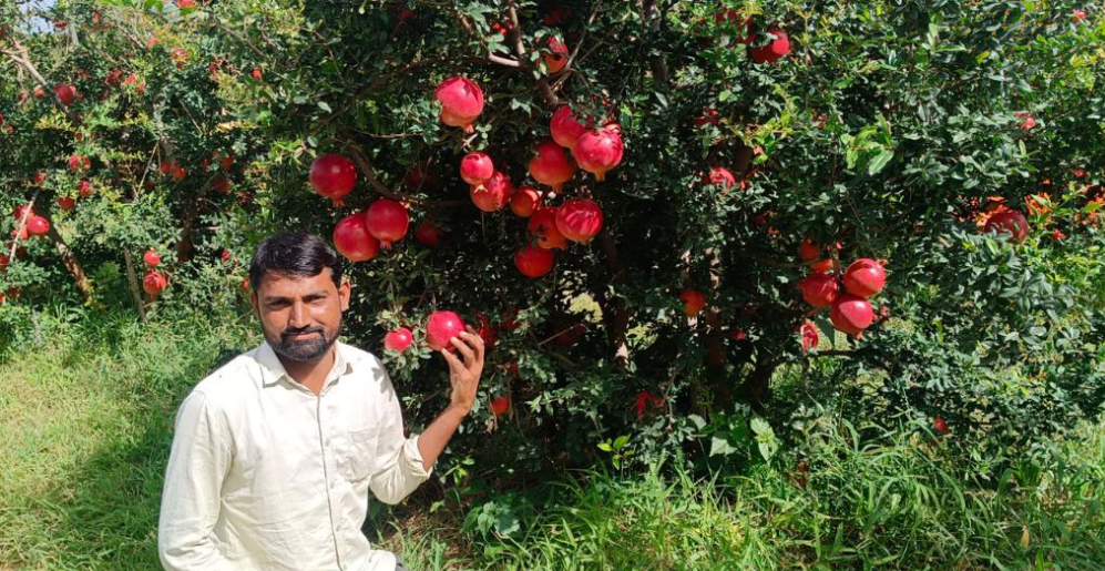 👉 डाळिंब दर ₹150 ते ₹175